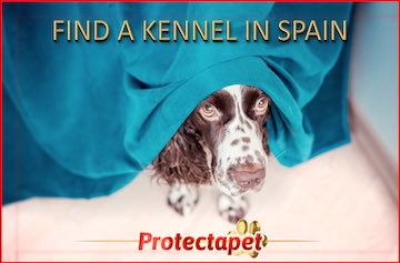 Brown & White dog under a blu blanket advertising protectapet free dog kennel directory
